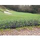 Blue Diamond Greenskeeper Rubber Grass Mat